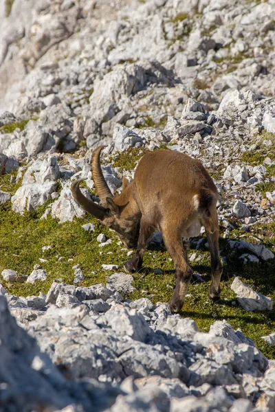 Ibex Weiden Hoge Alpen — Stockfoto