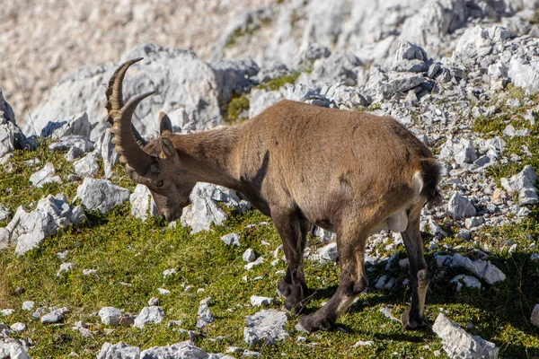 Adult Ibex Pasturing Julian Alps — Stock Photo, Image