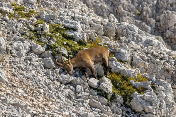 Ausgewachsene Steinböcke Ruhen Sich Auf Felsen Hochgebirge Aus — Stockfoto