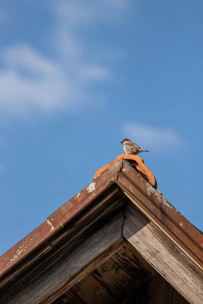 Haussperling Ruht Auf Dach — Stockfoto