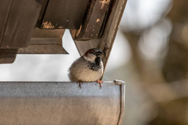 Haussperling Ruht Auf Dachrinne — Stockfoto