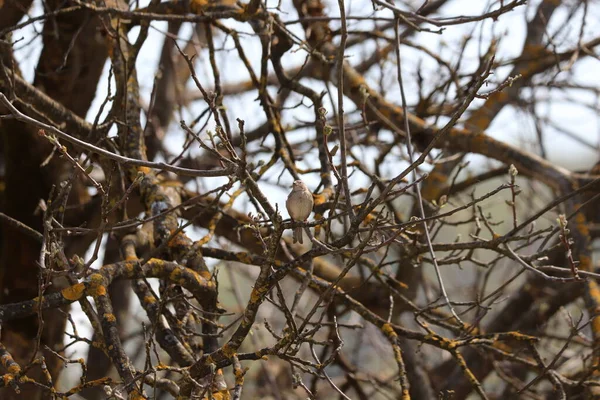 Moineau Domestique Femelle Reposant Sur Une Branche — Photo