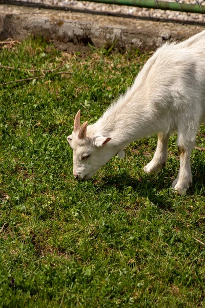 Pequeña Cabra Doméstica Campo Verde — Foto de Stock