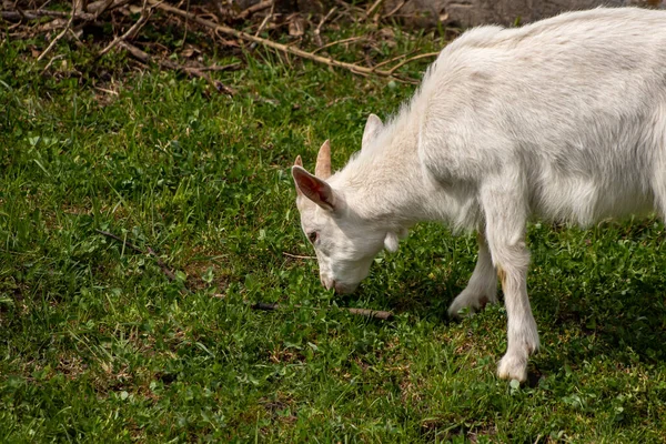 Liten Vit Tamget Betar — Stockfoto