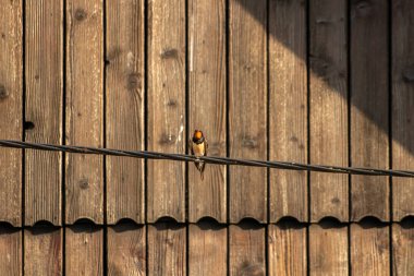 Kırlangıç, elektrik kablosunda oturuyor.