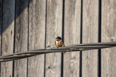 Güzel ahır kırlangıcı elektrik kablosunda dinleniyor