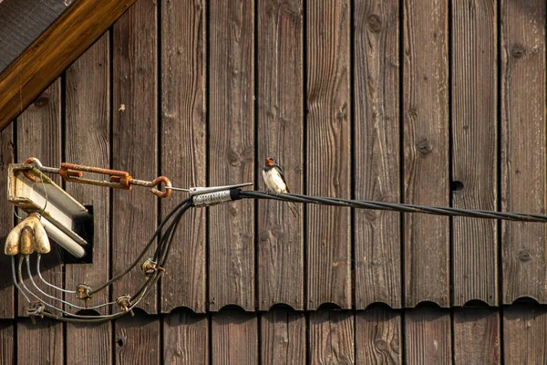 可爱的谷仓燕子坐在电缆上 — 图库照片