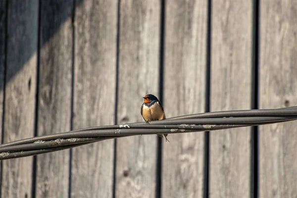 Pretty Barn Swallow Resting Electric Cable — Stock Photo, Image