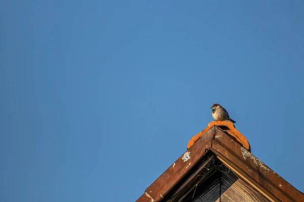 Haussperling Steht Auf Dem Dach — Stockfoto