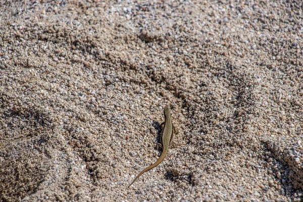 Common Wall Lizard Sand — Stock Photo, Image