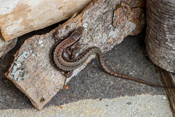 Common Wall Lizard Resting Wood — Stock Photo, Image