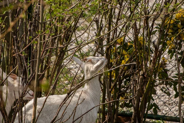 Biała Koza Jedząca Liście Gałęziach — Zdjęcie stockowe