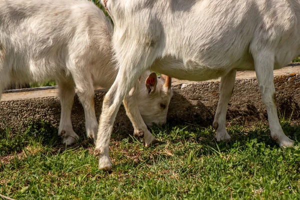 Getter Som Betar Grönt Fält — Stockfoto