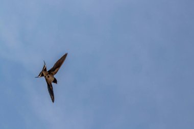 Uçan ahır kırlangıcı, yaklaş