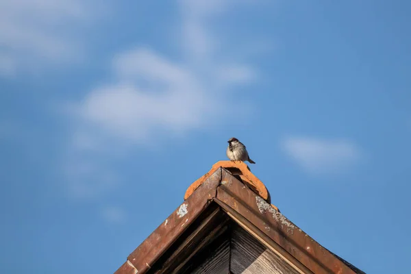 Haussperling Auf Dem Dach — Stockfoto