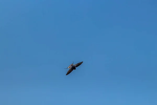 Engolir Celeiro Durante Voo — Fotografia de Stock