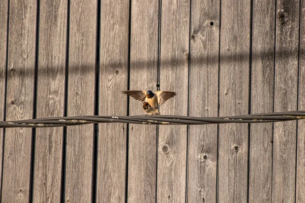 Barn Swallows Mating Electric Cable — Stock Photo, Image