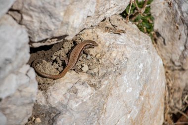 Taşta tek bir kertenkele.