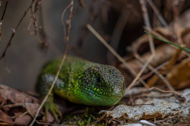 Kertenkele Lacerta Viridis, yaklaşın.