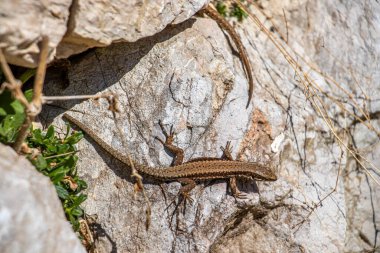 Taşın üzerinde yaygın bir duvar kertenkelesi