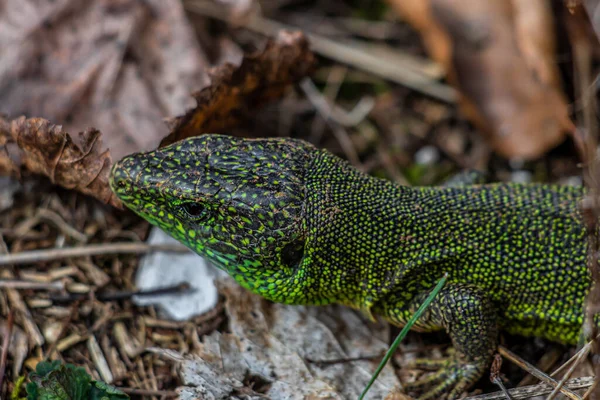 European Green Lizard Close — Stock Photo, Image