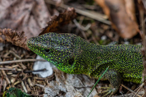 Lagarto Verde Europeu Perto — Fotografia de Stock