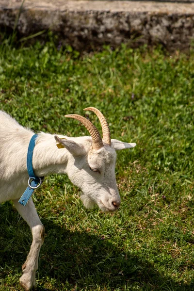 Ausgewachsene Ziege Aus Nächster Nähe Erschossen — Stockfoto