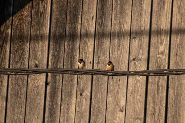 Scheunenschwalben Stehen Auf Stromkabel — Stockfoto