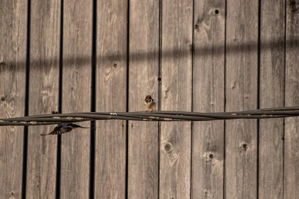 Barn Swallow Sitting Electric Cable — Stock Photo, Image