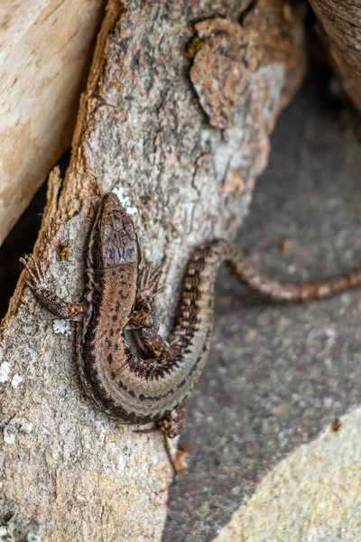 Common Wall Lizard Close — Stock Photo, Image