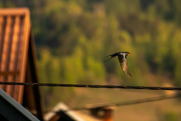 Fienile Inghiottire Volare Sopra Cavo Elettrico — Foto Stock