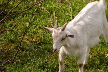 Beyaz keçi tarlada otluyor.