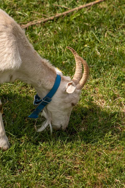 Weiße Hausziege Weidet Auf Feld — Stockfoto