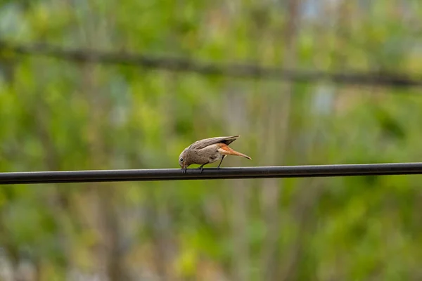 Black Redstart Resting Electric Cable Close — Stock Photo, Image