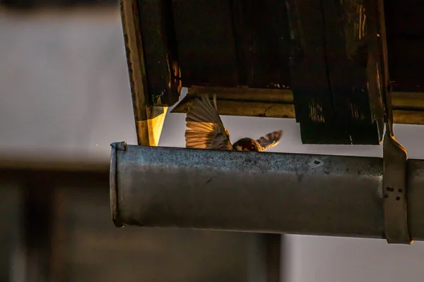 Moineau Domestique Déployant Des Ailes Dans Gouttière — Photo