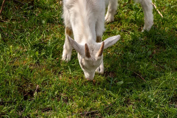 Kleine Weiße Hausziege Weidet — Stockfoto