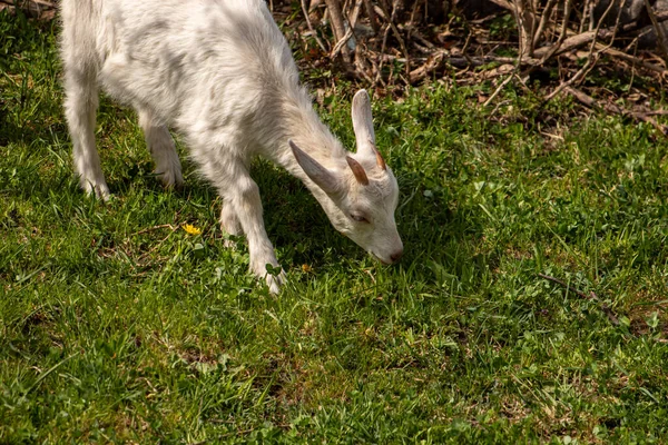 Pequeña Cabra Blanca Doméstica Pastando Cerca —  Fotos de Stock