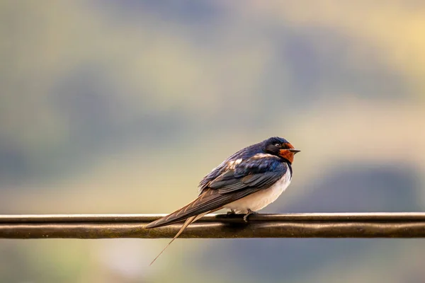 Deglutizione Fienile Appoggiata Cavo Elettrico — Foto Stock