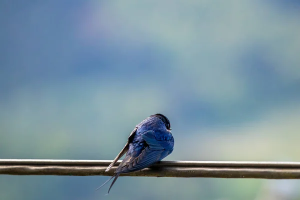 Barn Swallow Electric Cable Close — Stock Photo, Image