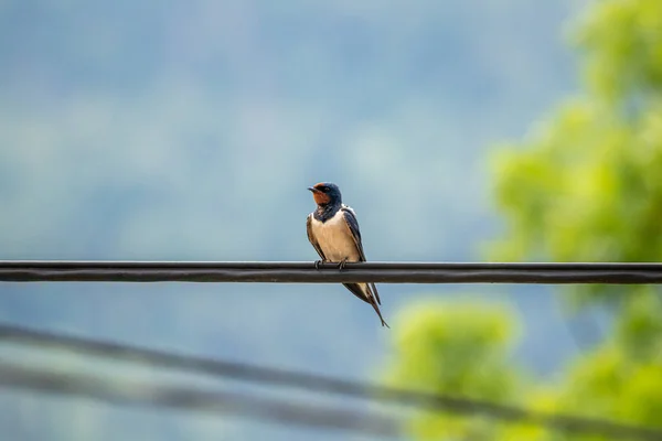 Deglutizione Fienile Cavo Elettrico — Foto Stock