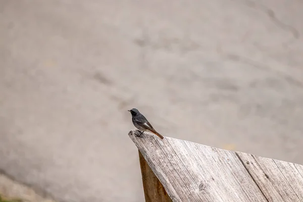 Redstart Noir Reposant Sur Des Planches Bois — Photo