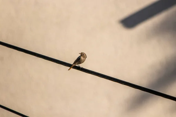 Black Redstart Resting Electric Cable — Stock Photo, Image