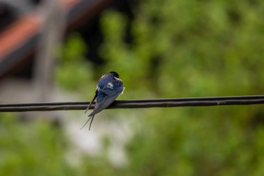 Ambar kırlangıcı elektrik kablosunda duruyor