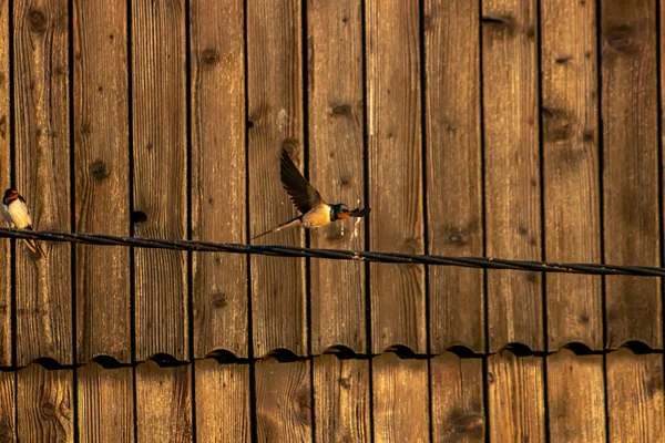 Schwalbe Fliegt Über Stromkabel — Stockfoto