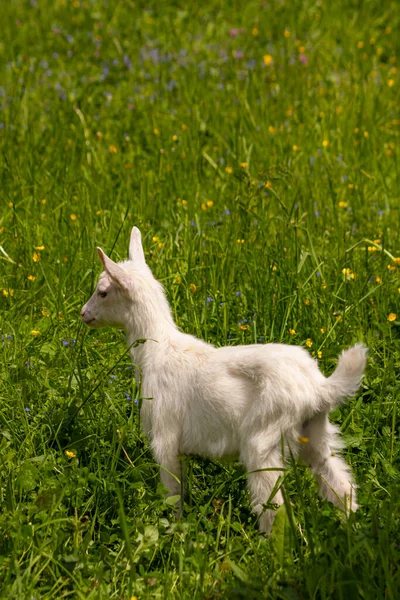 Baby Vit Tamget Fält — Stockfoto