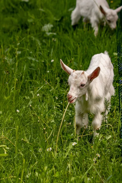 Small Domestic Goat Grazing — Stock Photo, Image