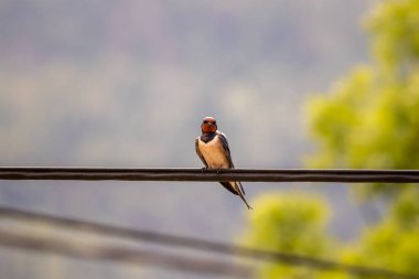 Elektrik kablosunda dinlenen ahır kırlangıcı
