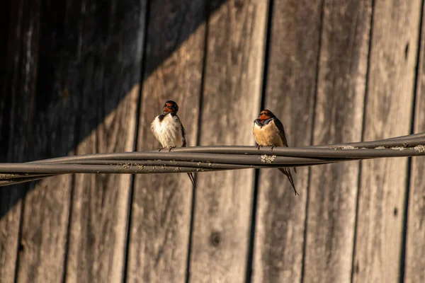Two Barn Swallow Standing Electric Cable — Stock Photo, Image