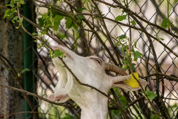 Cabra Blanca Doméstica Comiendo Hojas —  Fotos de Stock