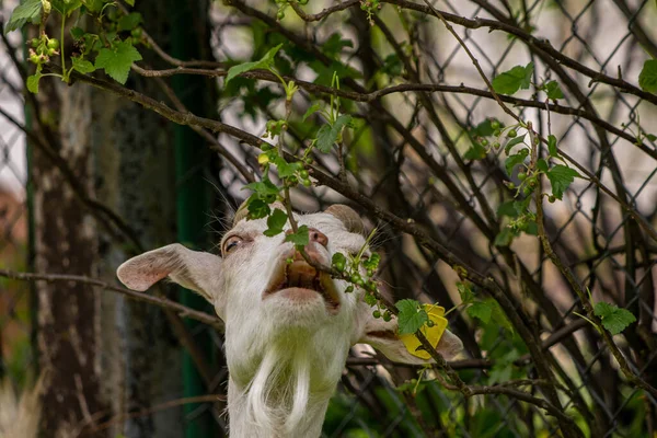 Cabra Blanca Doméstica Comiendo Hojas Verdes —  Fotos de Stock
